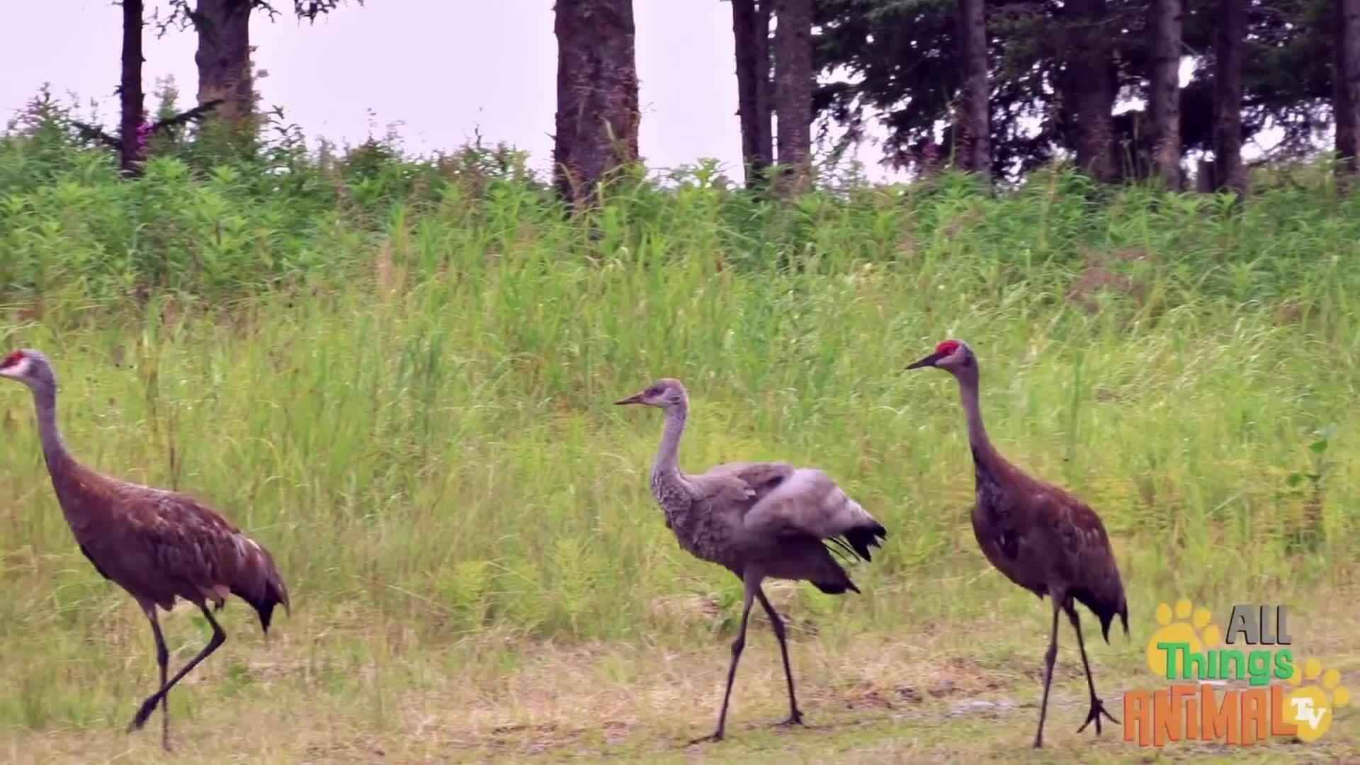 The Incredible Journey of Cranes: Masters of Migration