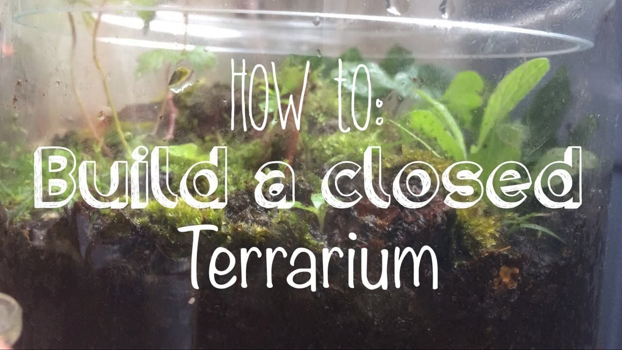 How to Build a Closed Terrarium