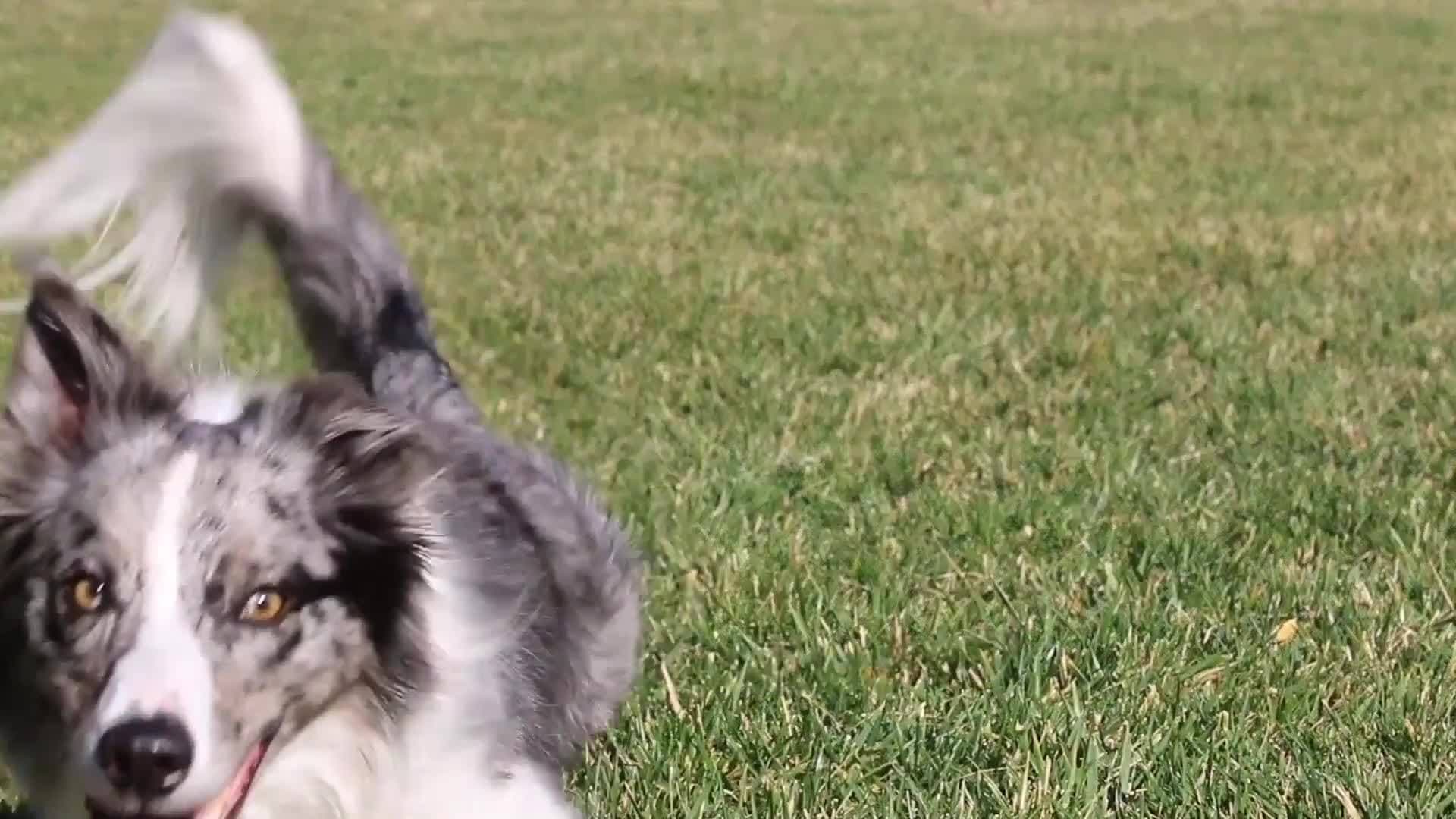 Two Border Collies Showcase Impressive Tricks in One Minute