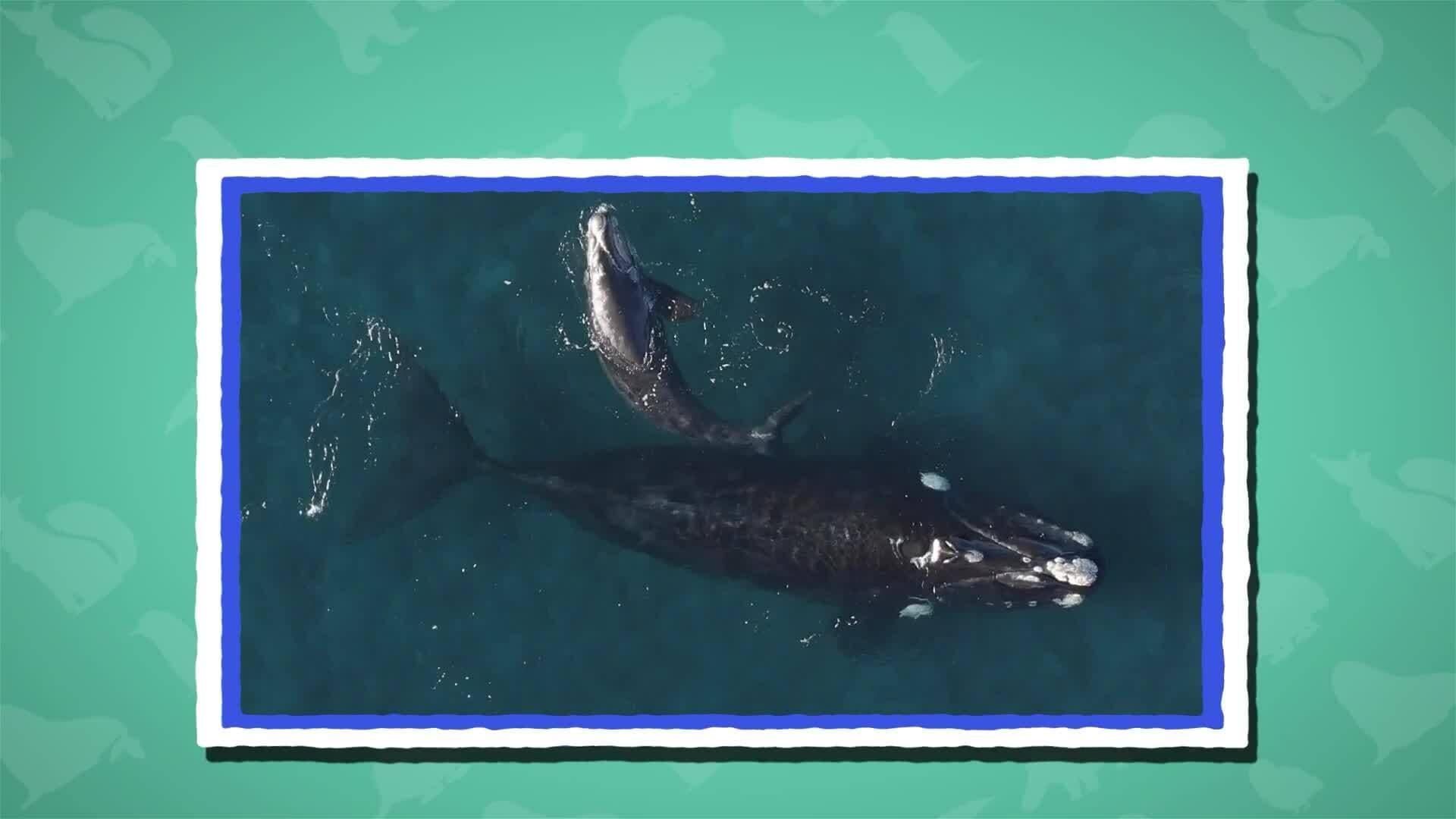 I WONDER - What Is The Largest Mammal?