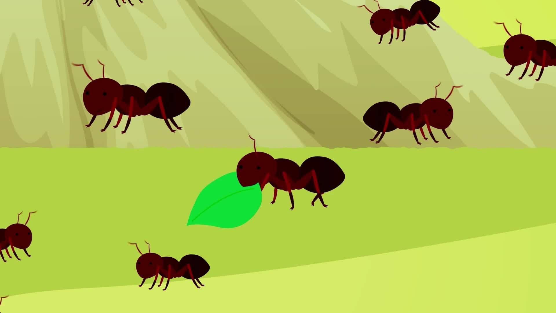 High Five Facts - Ants