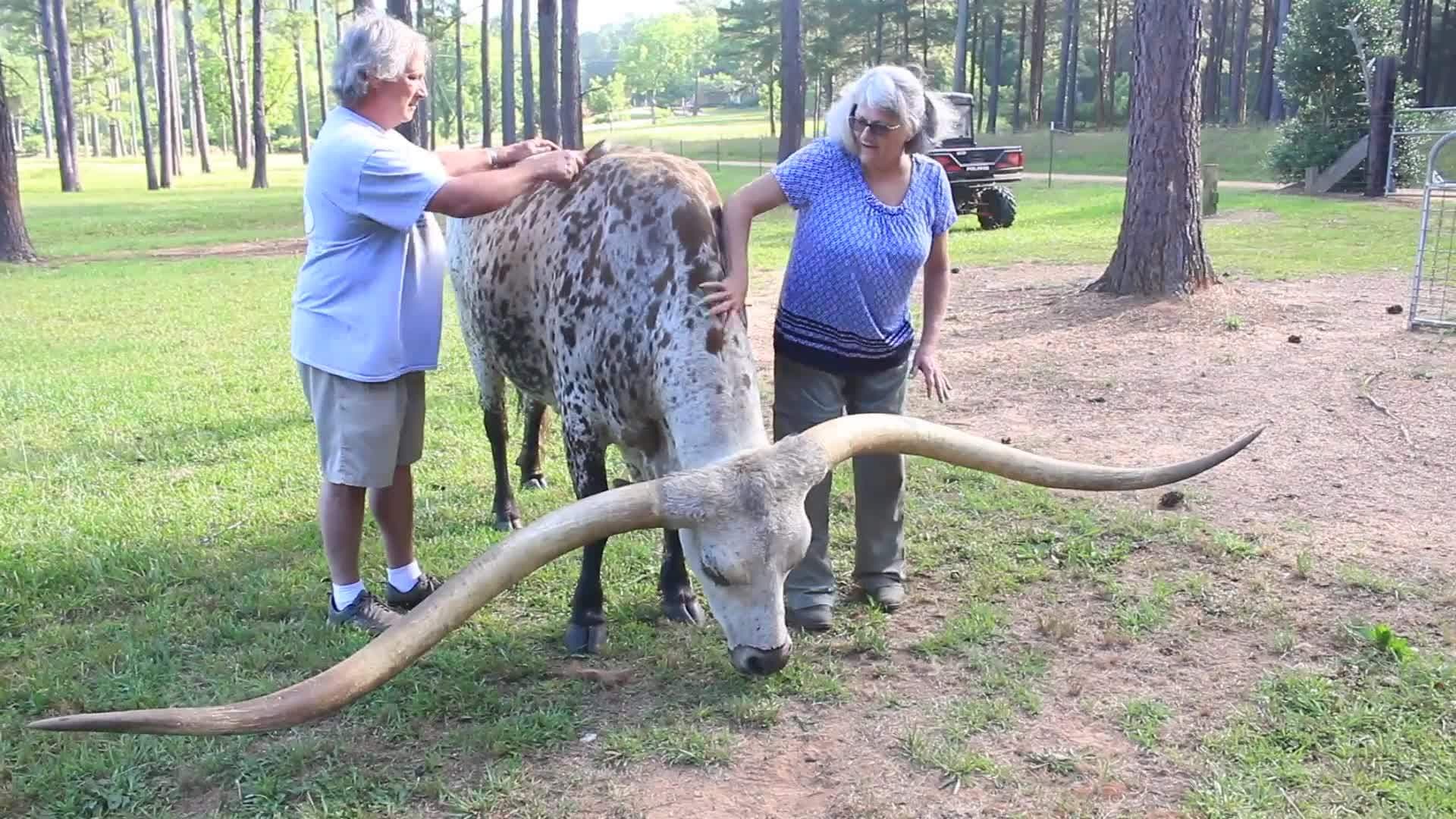 Meet Pancho Villa: The Majestic Texas Longhorn Steer