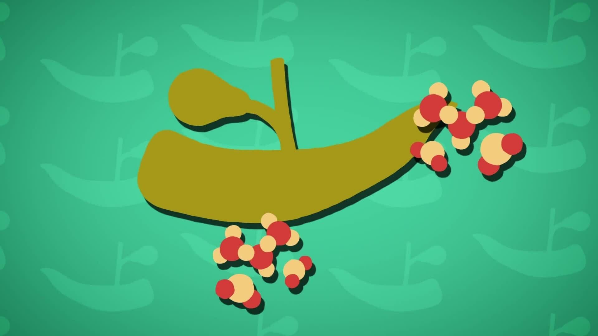 I WONDER - What Are Enzymes?