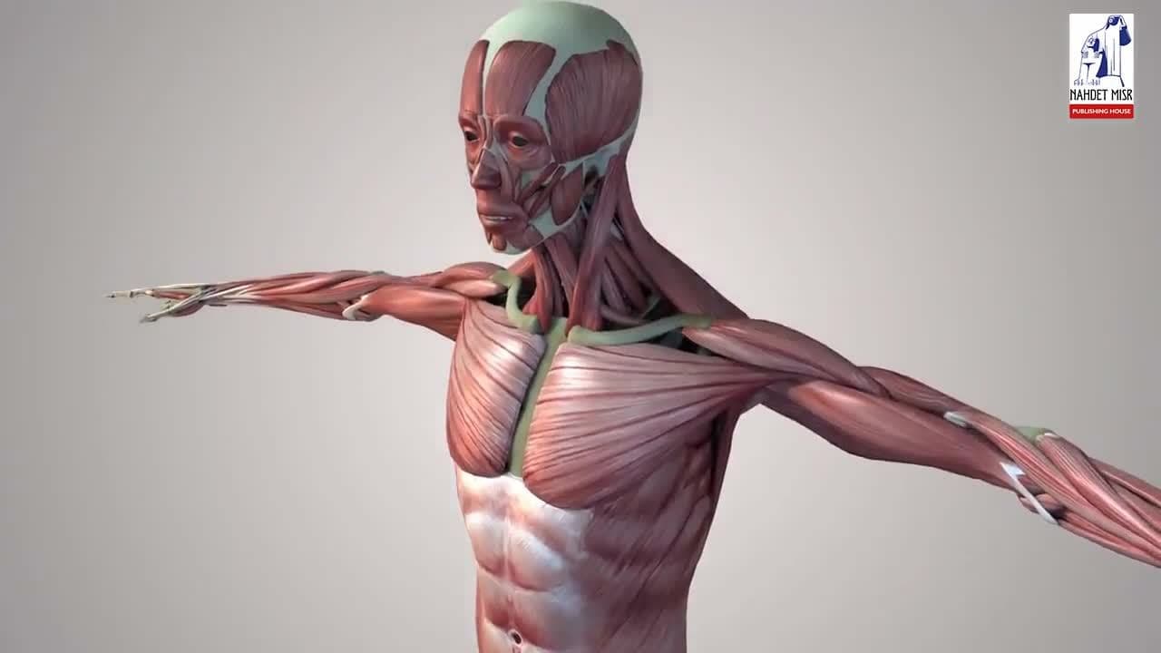 The role of muscles in the movement of the forearm.