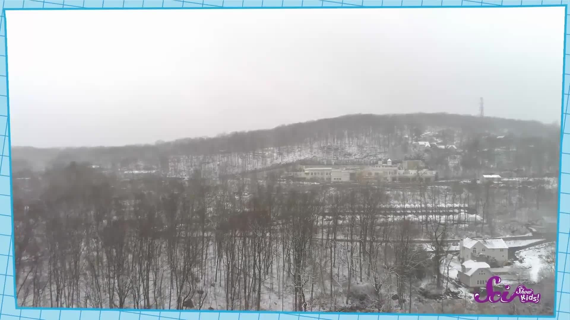 Why Daffodils Grow in the Same Place Every Year