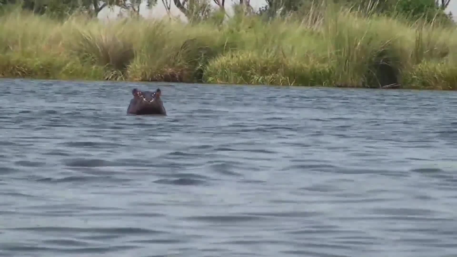 Introduction to the Hippopotamus in Spanish