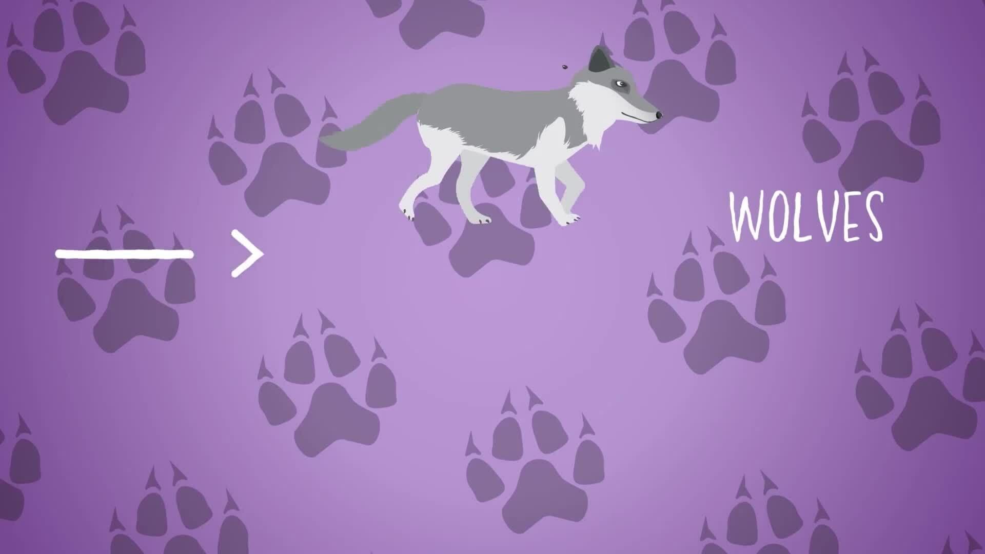 I WONDER - How Fast Can Wolves Run?