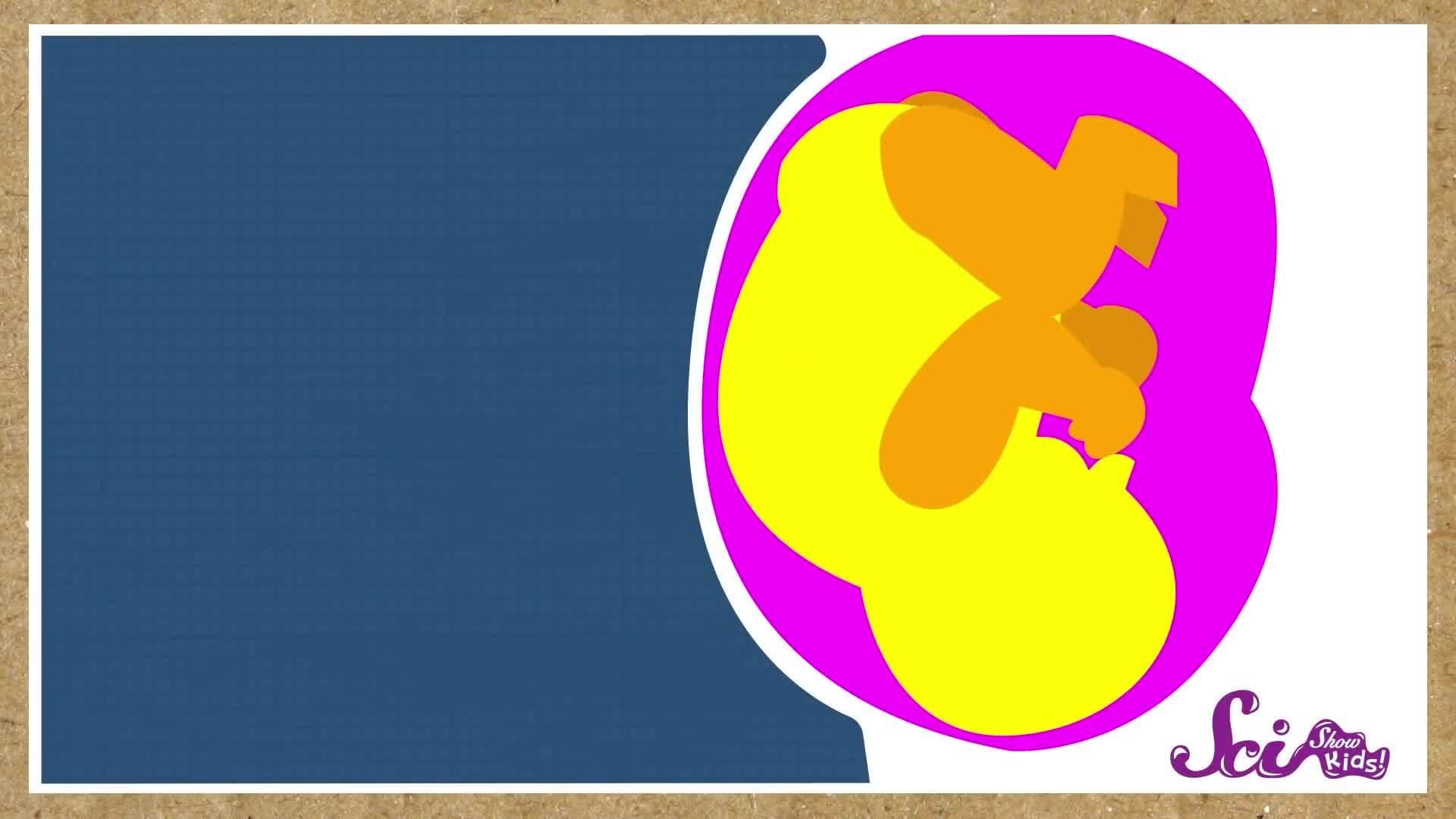 Why Do We Have Belly Buttons?