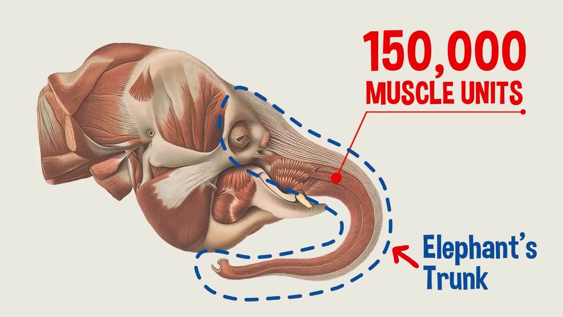 I WONDER - What Can Elephants Do With Their Trunks?