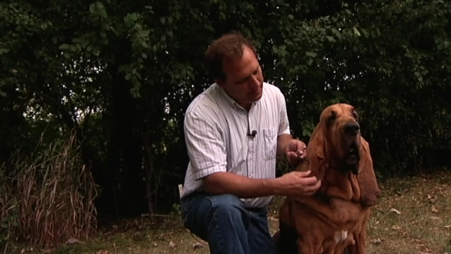 Longest Ears on a Dog