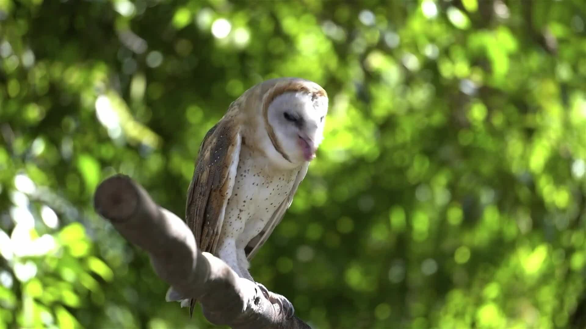 I WONDER - Why Do Owls Make Pellets?