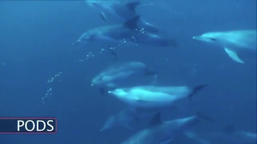 The Great Sardine Run: Ocean predators hunting the sardine