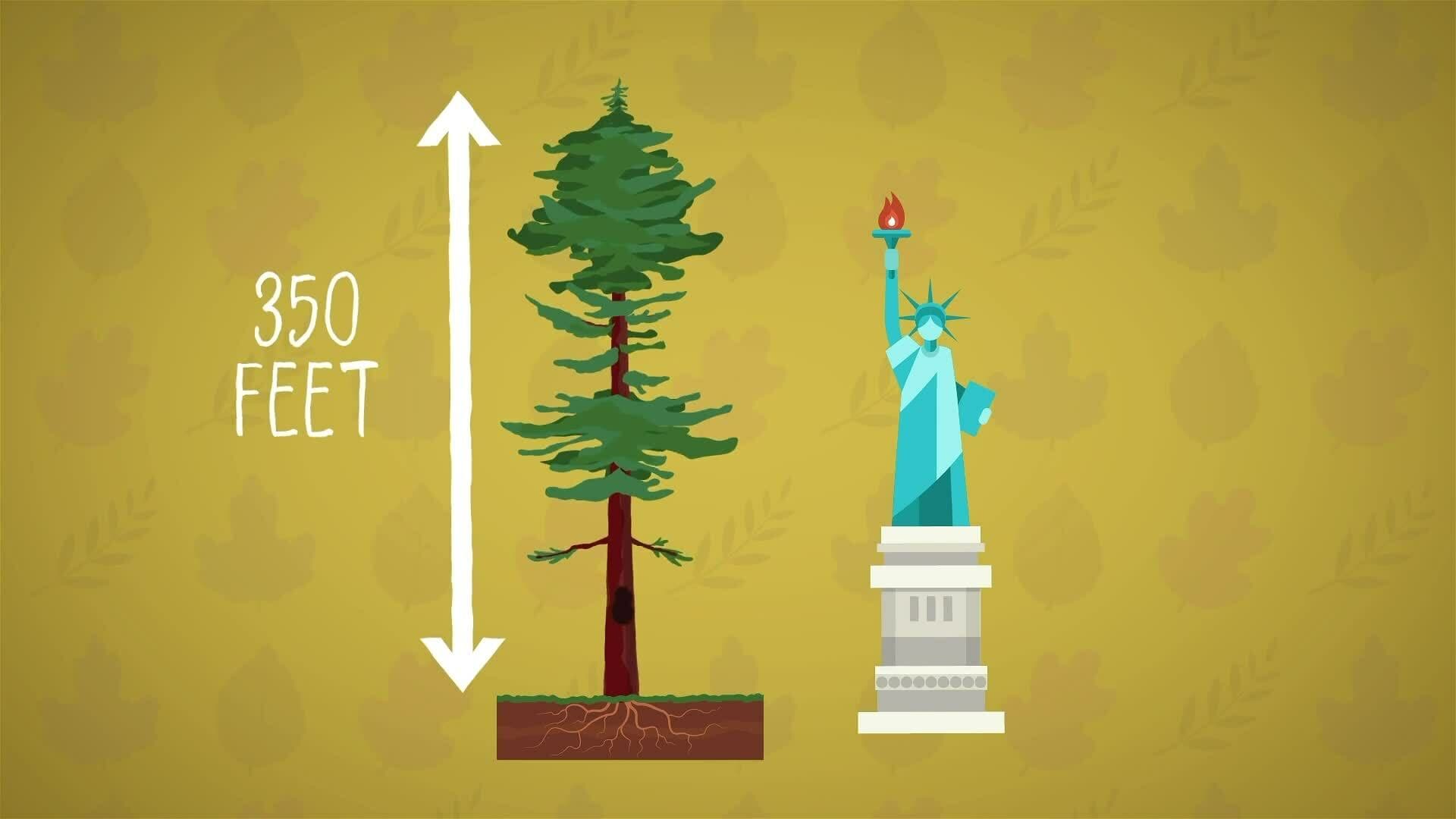 I WONDER - What Is The Tallest Tree In The World?