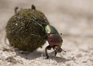 Dung beetle