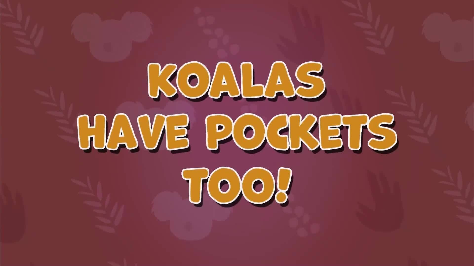 I WONDER - Do Koalas Have Pockets?