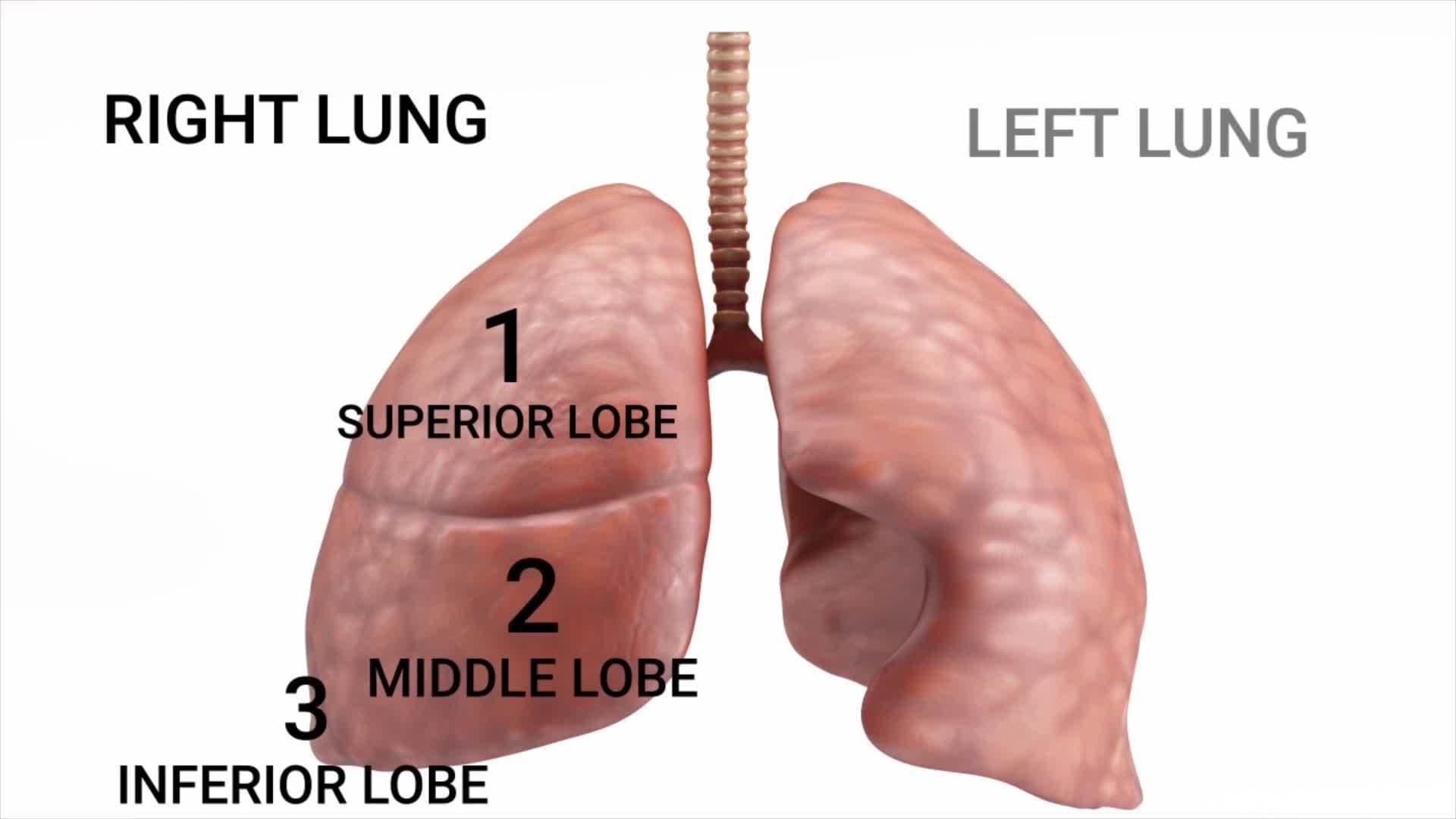 The Wonderful Lungs
