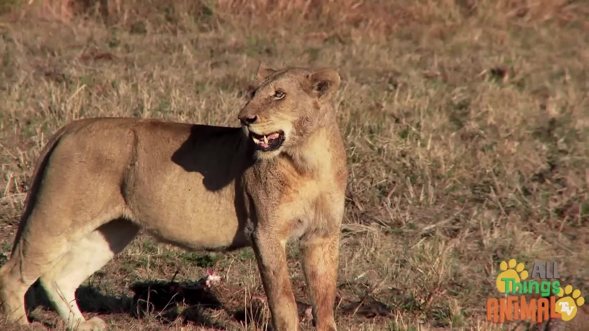 The Fascinating World of Lions: Facts and Behavior