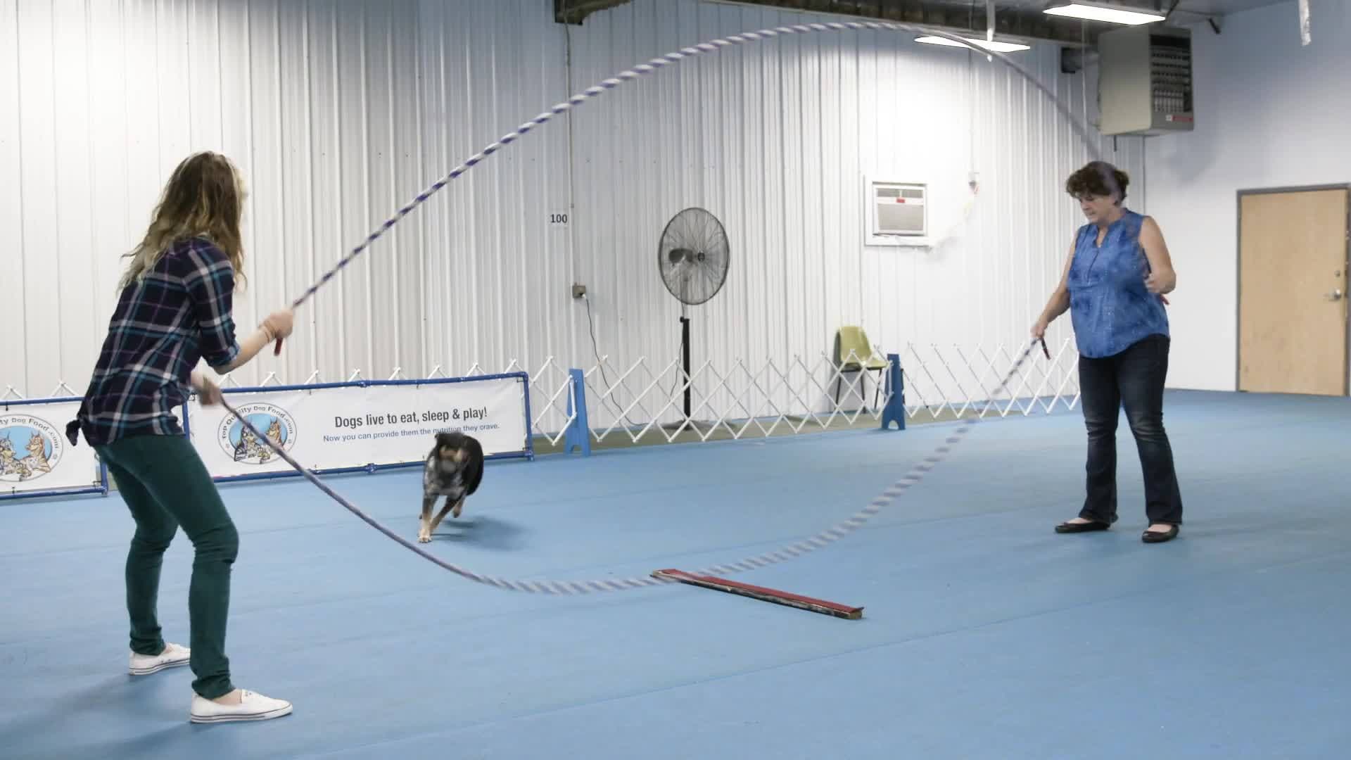 Rescue Dog Breaks Jumping World Records: The Amazing Story of Geronimo