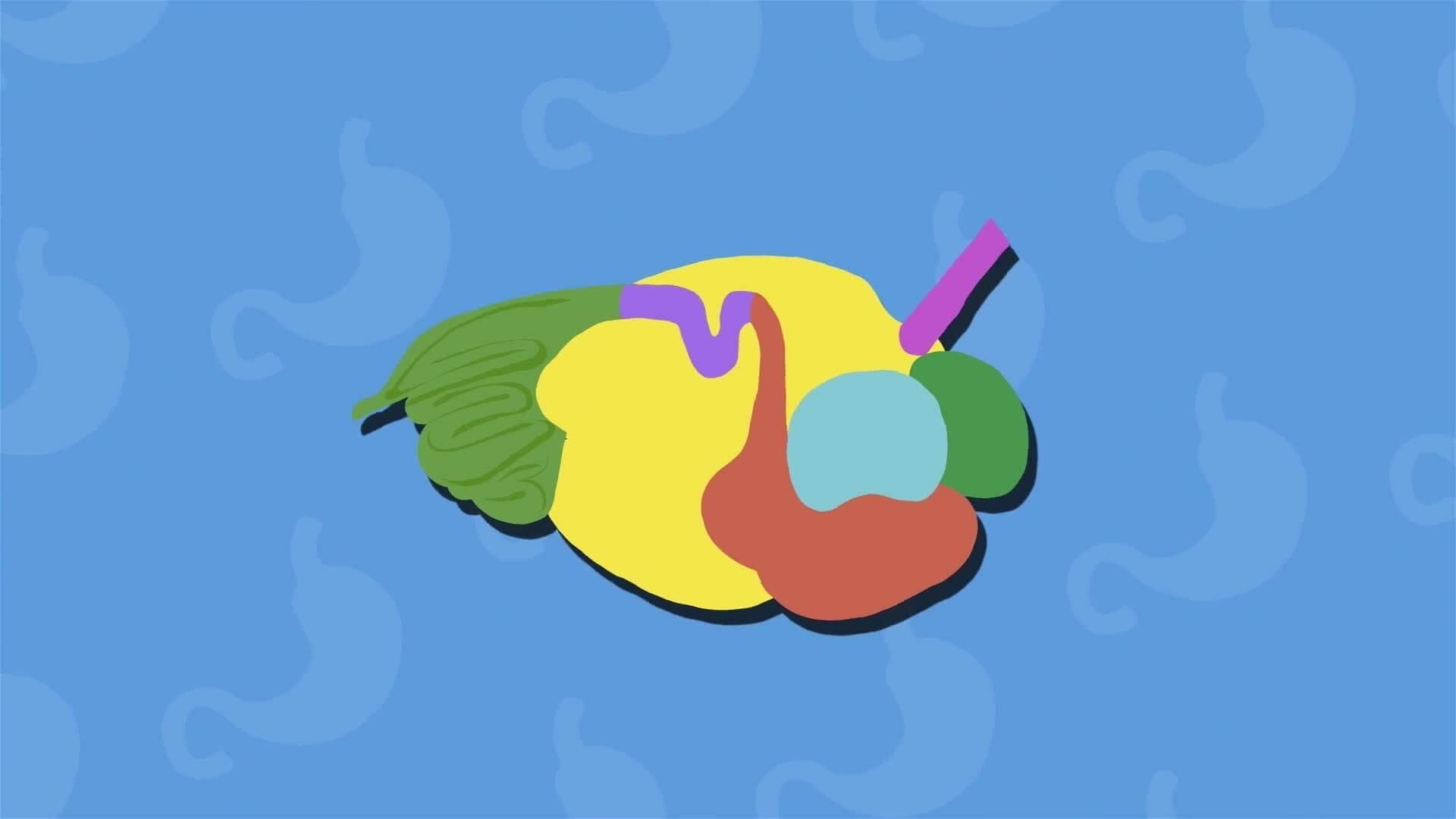 I WONDER - Do Animals Have Stomachs?