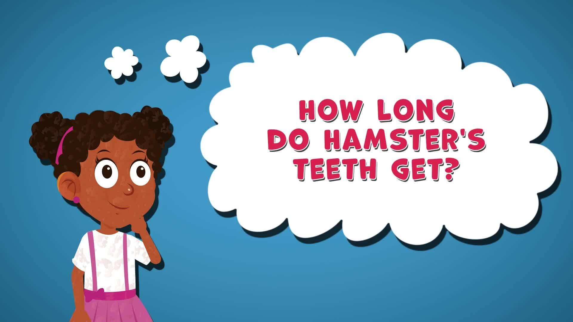 I WONDER - How Long Do Hamster's Teeth Get?