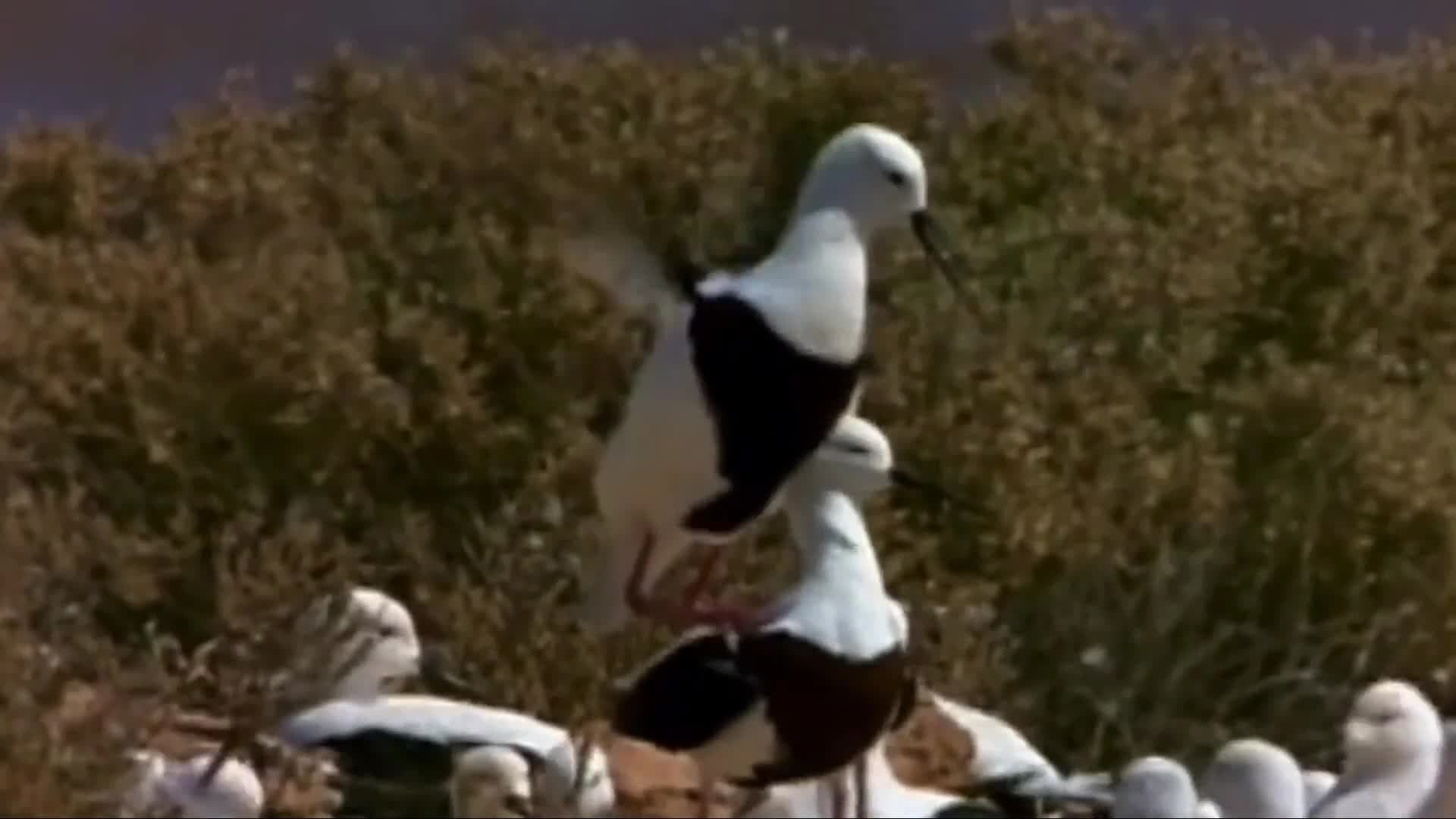 Water Birds Mating In The Desert: Features and mating rituals of the Banded Stilts
