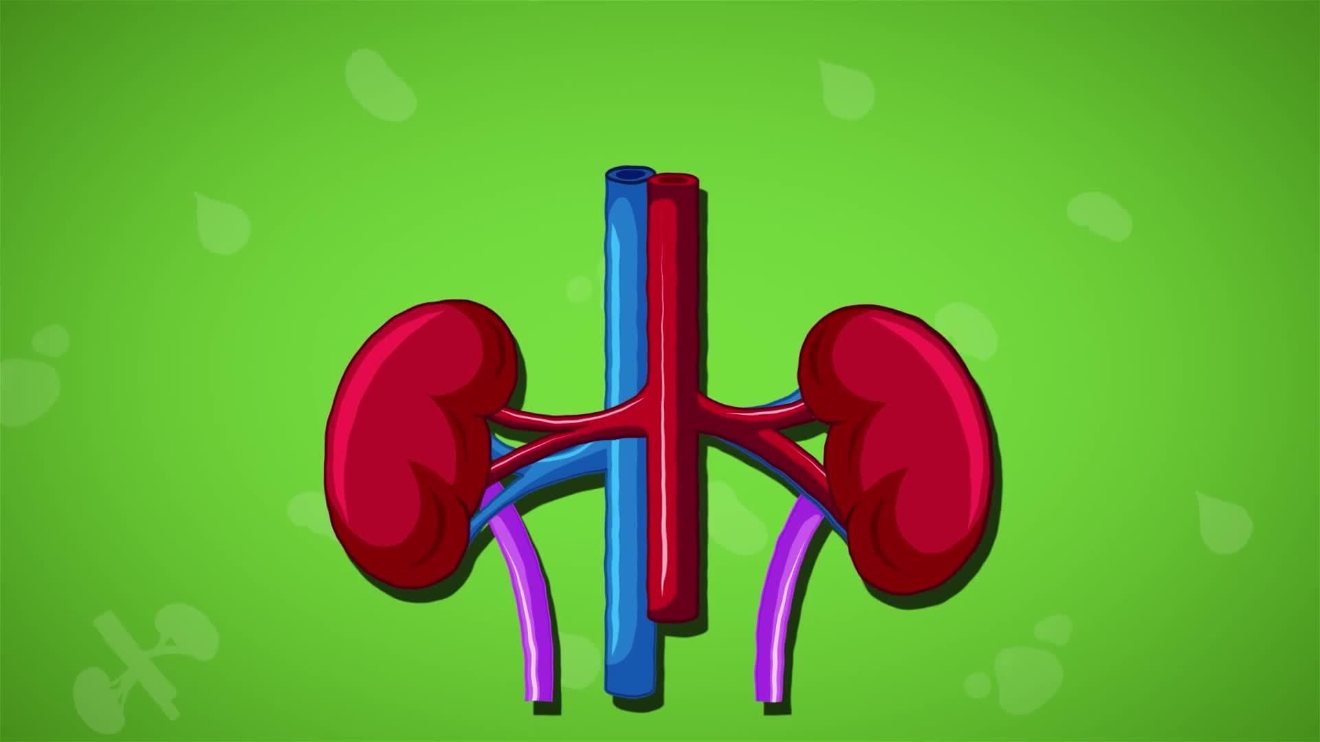 I WONDER - What Do Kidneys Do?