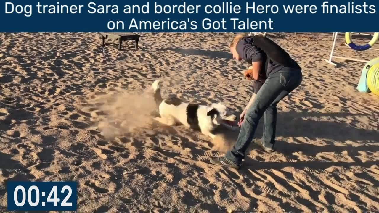 Most Tricks Performed by a Dog in One Minute