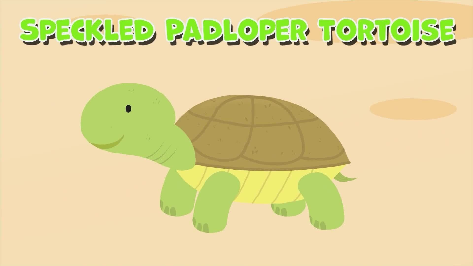 I WONDER - What Is The Smallest Tortoise Species In The World?