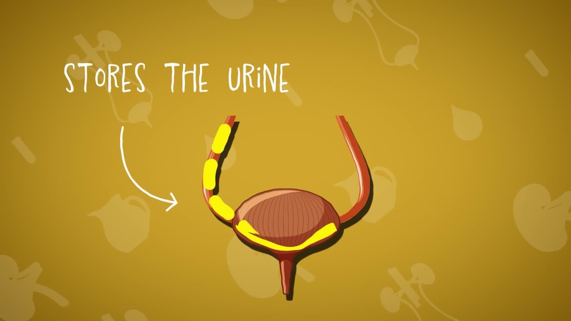 Five Facts - Urinary System