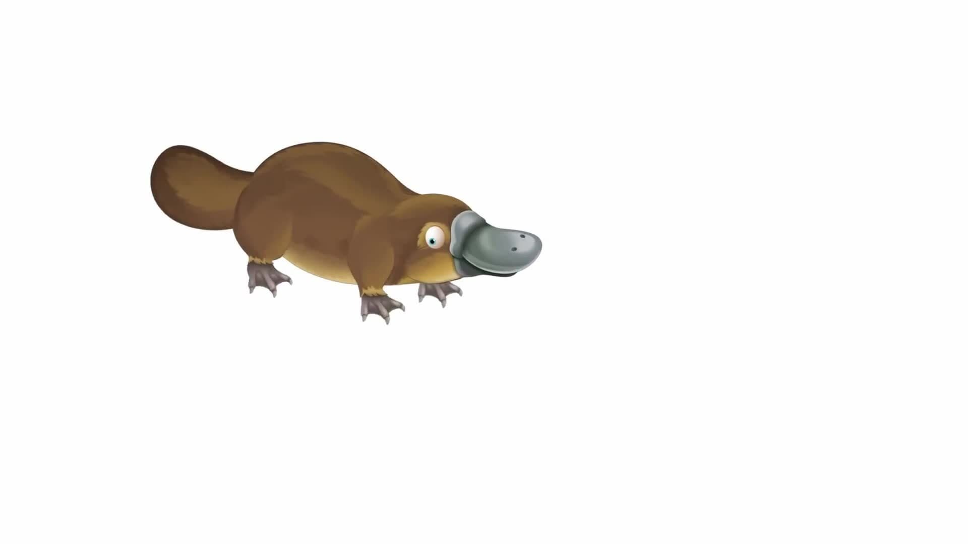Exploring the Unique World of the Platypus