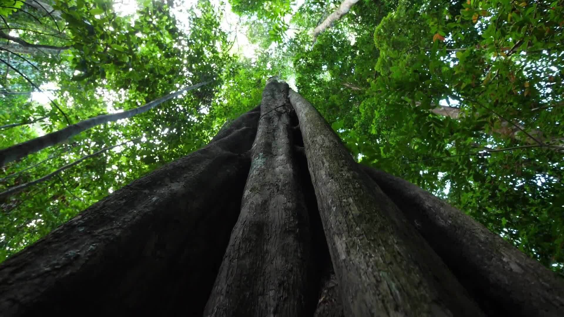 Debunking Misconceptions About Neanderthals