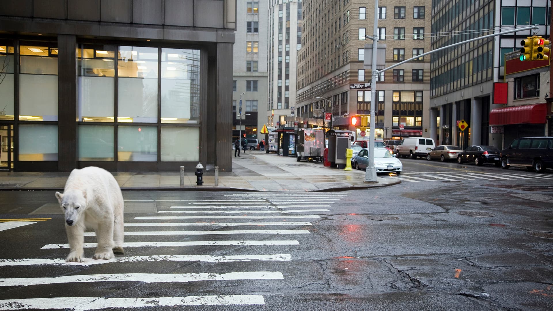 Building Confidence: A Horse's Lesson on Overcoming Challenges and Believing in Yourself