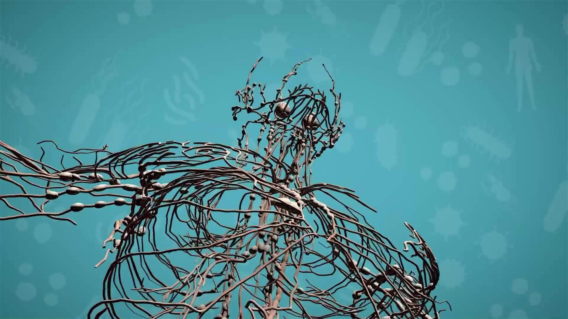 I WONDER - How Does The Lymphatic System Help The Immune System?