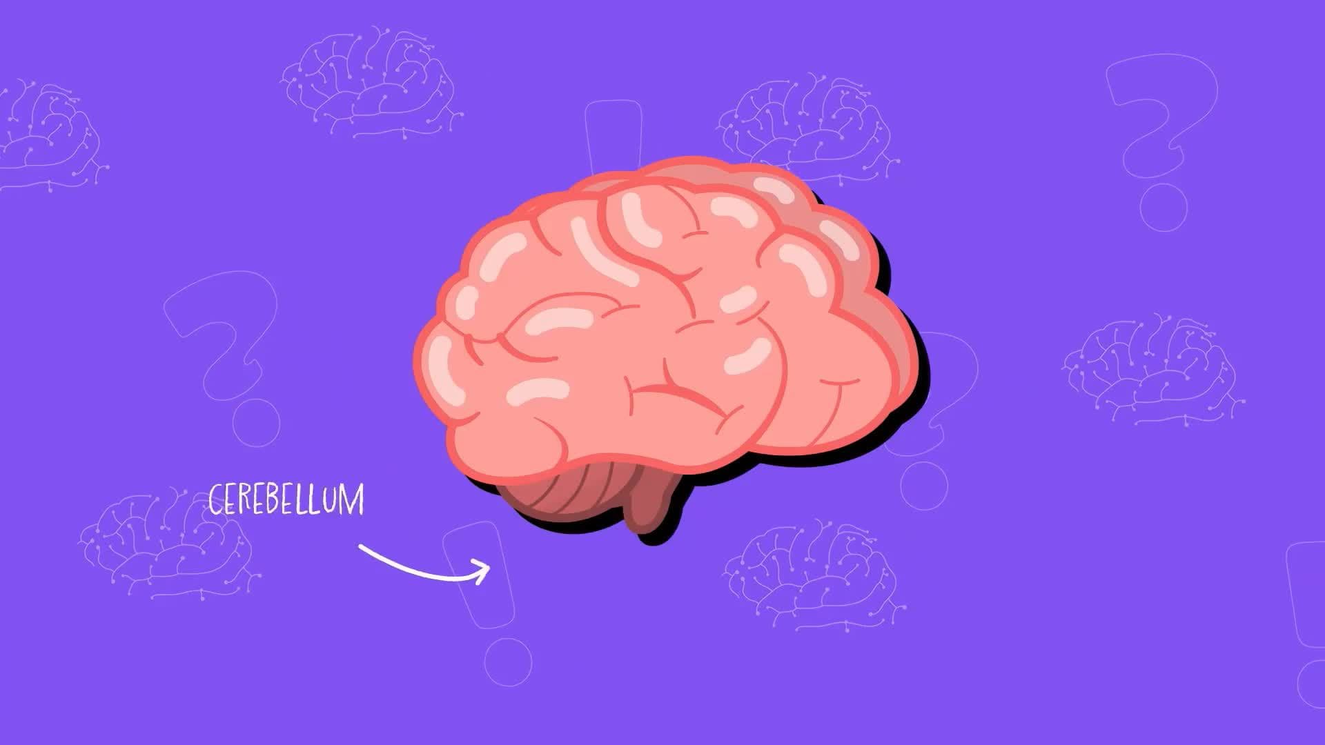 I WONDER - What Is The Cerebellum?