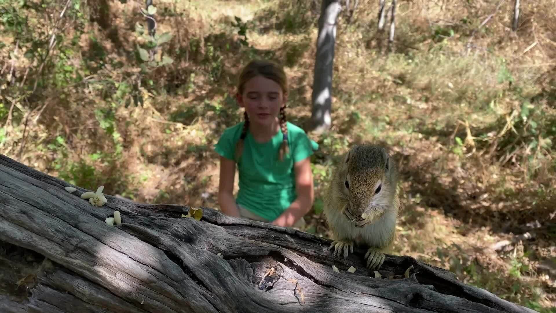 On Safari With Nala - Tree Squirrel