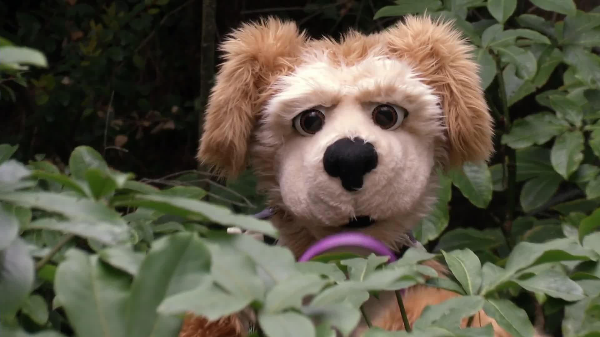 Animal Alphabet: R is for Rhinoceros Beetle