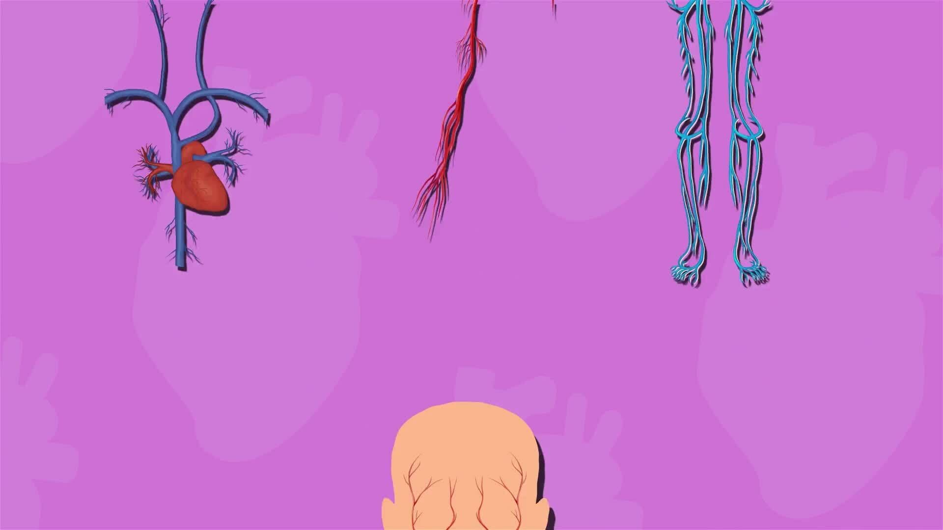 I WONDER - What Do Different Veins And Arteries Do In The Body?