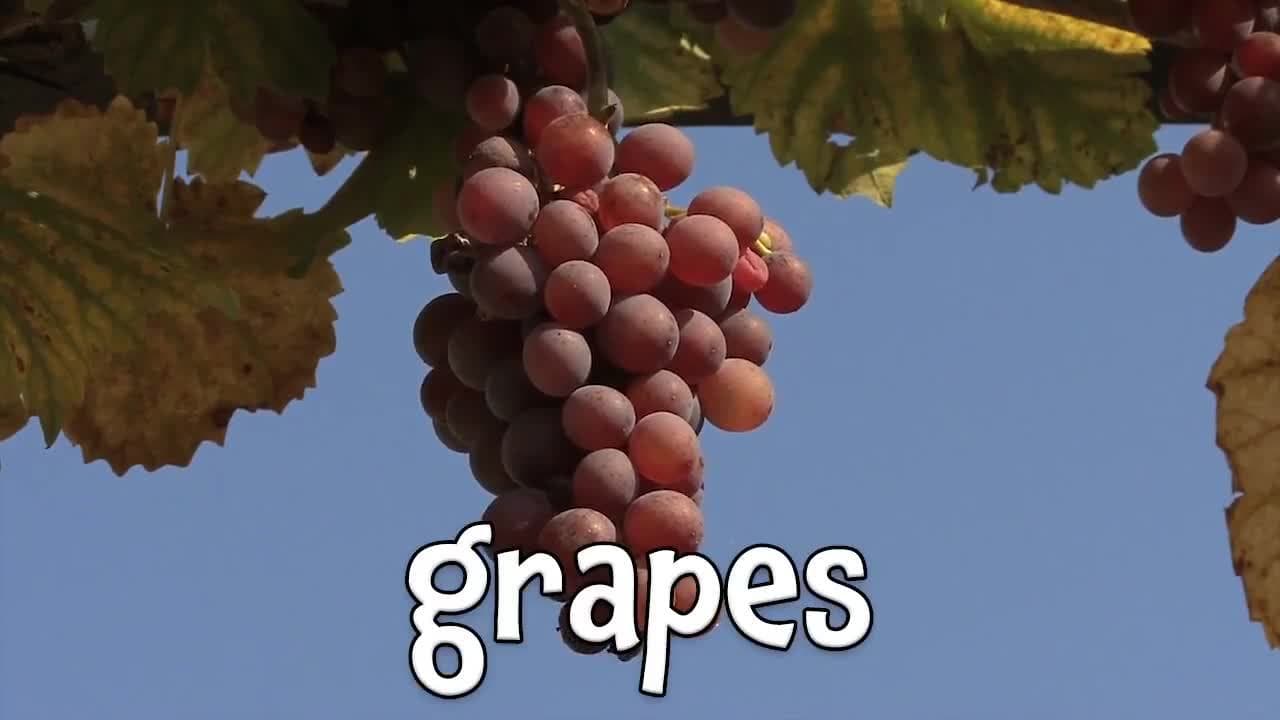 Things that are Purple | Learning Colors for Kids