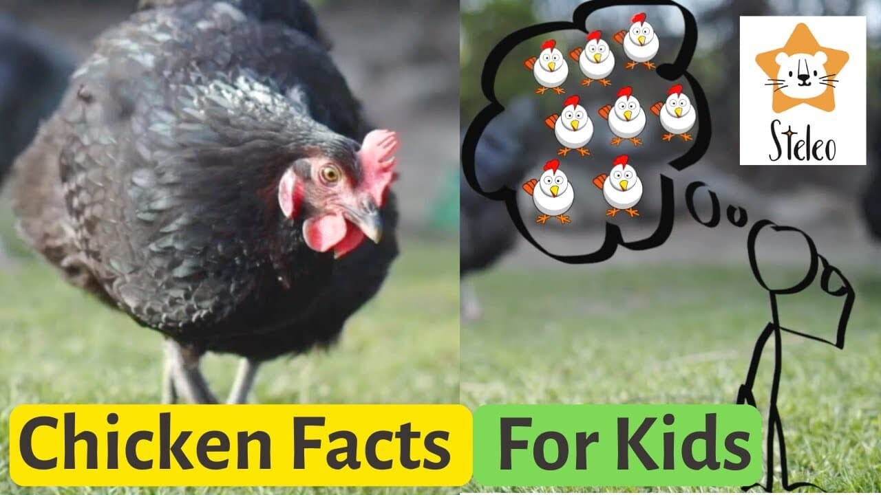 15 Facts About Chickens
