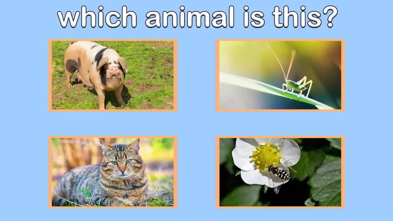 Learn the Farm Animal Sounds for Kids