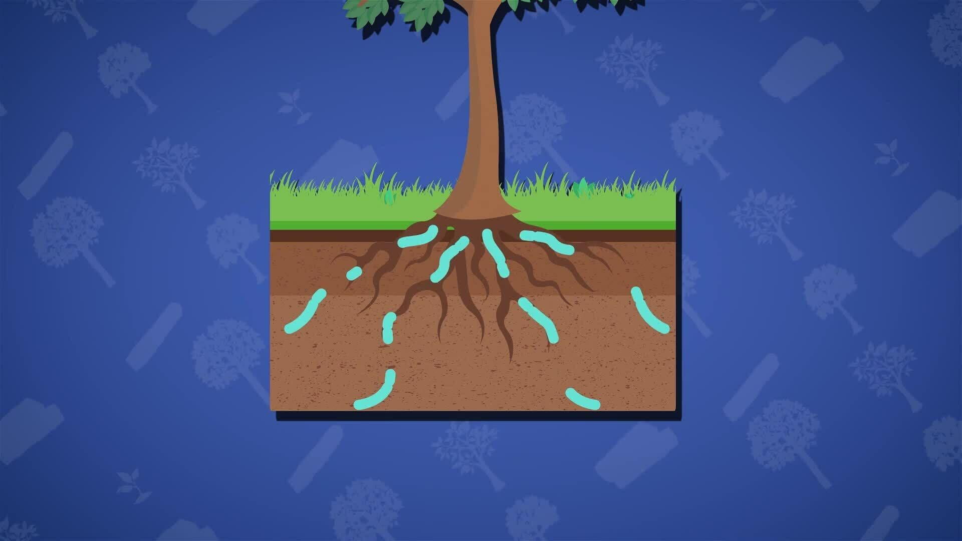 I WONDER - Can Deforestation Affect The Water Cycle?