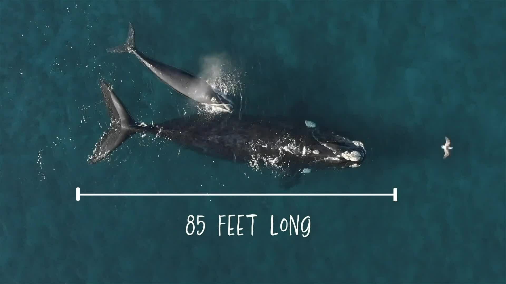 I WONDER - What Is The Second Largest Animal In The World?