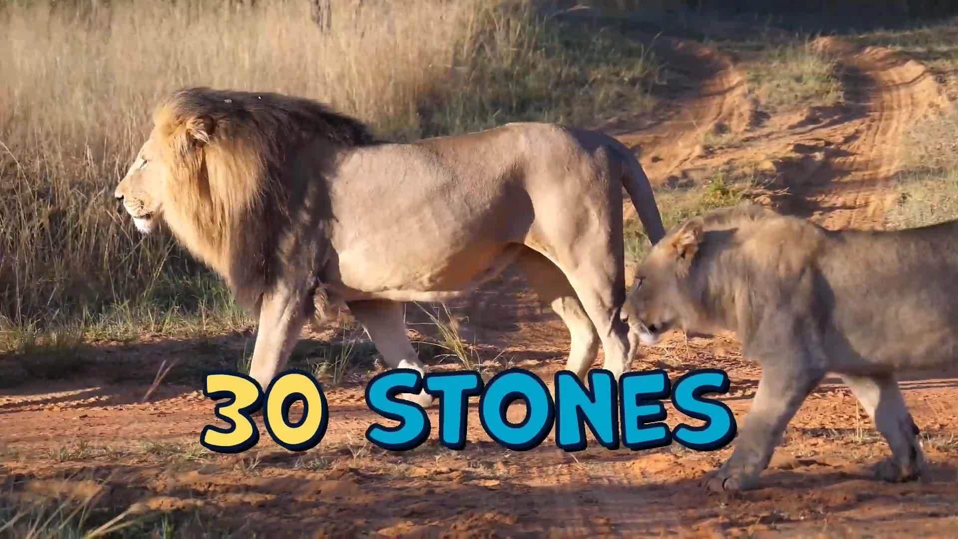 Lion Facts for Kids
