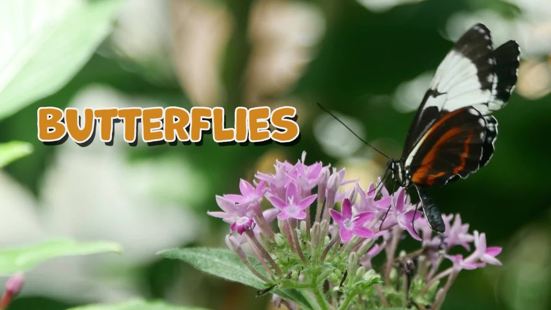 I WONDER - Why Are Butterflies So Colourful?