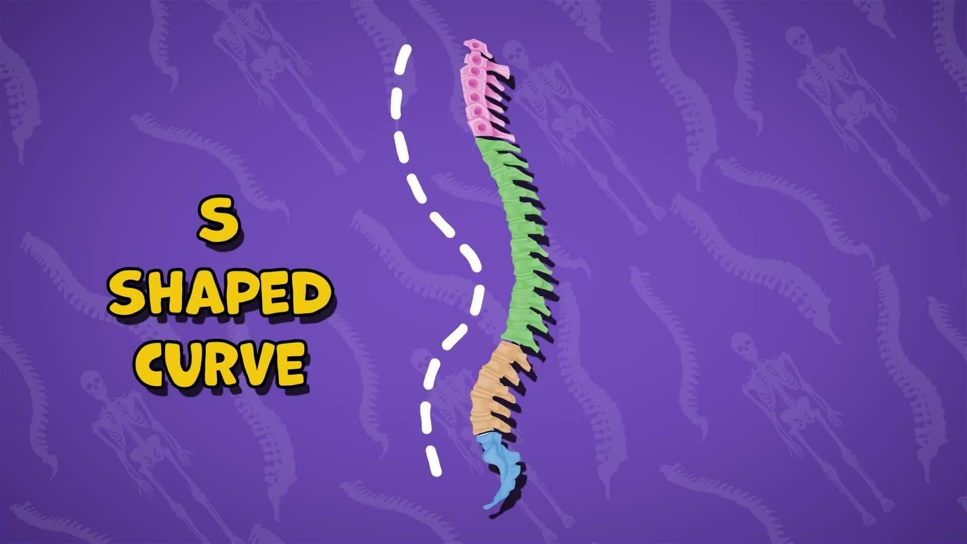 I WONDER - What Shape Is The Spine?