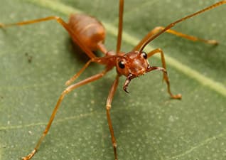 Invertebrate warriors