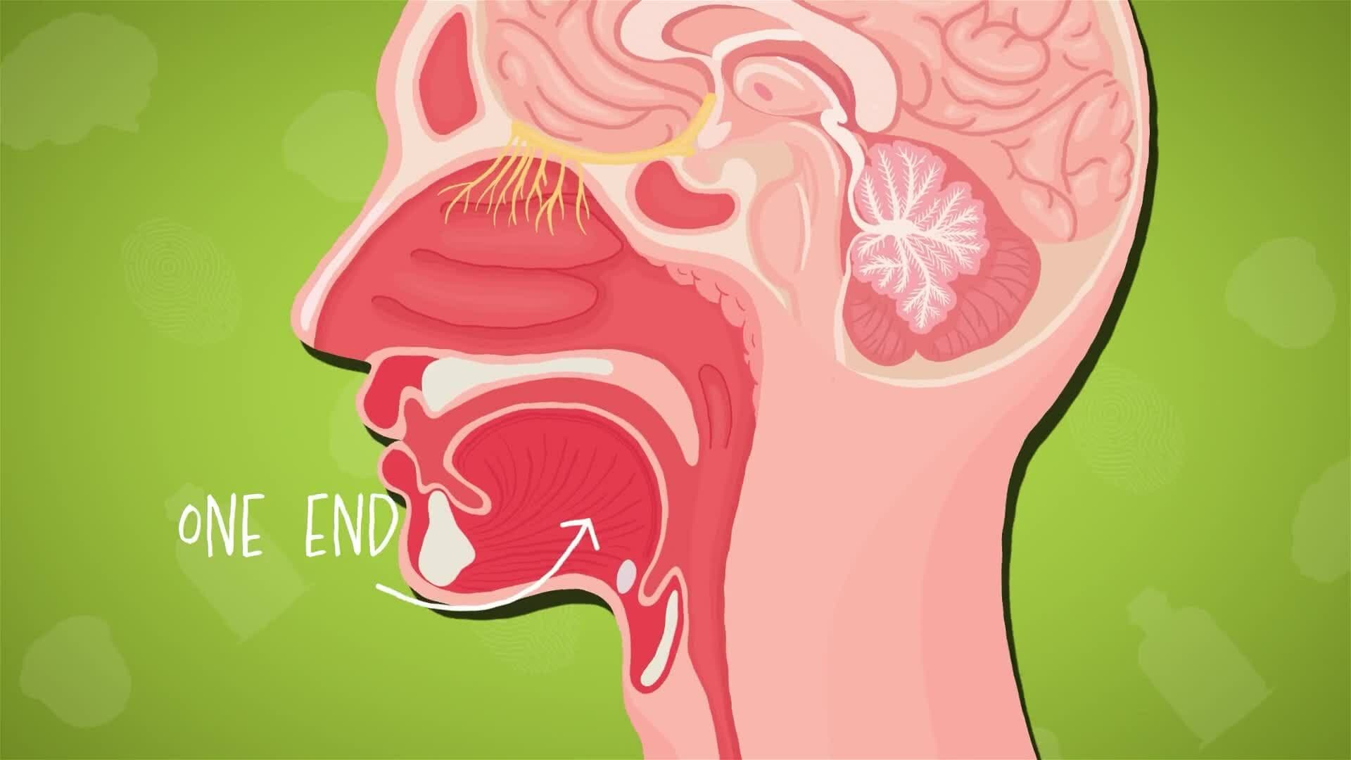 I WONDER - What Does The Tongue Do?