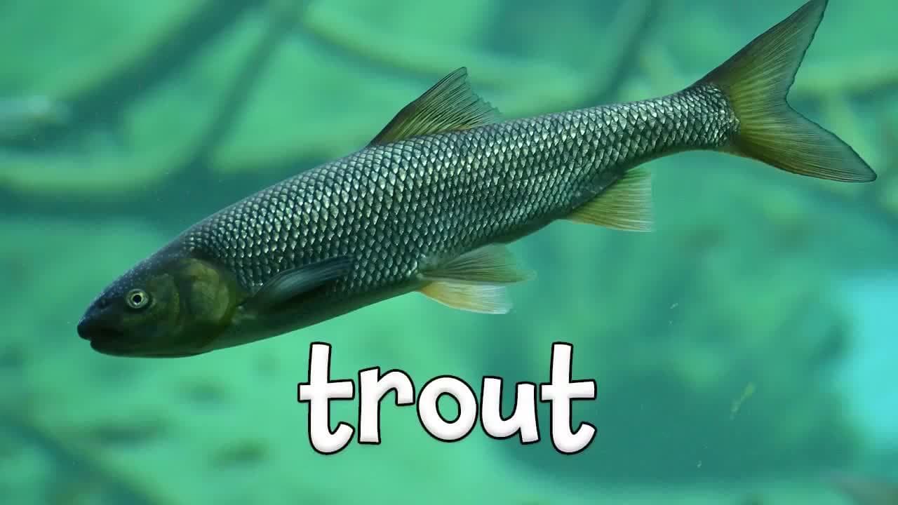 Learning Fish for Kids!