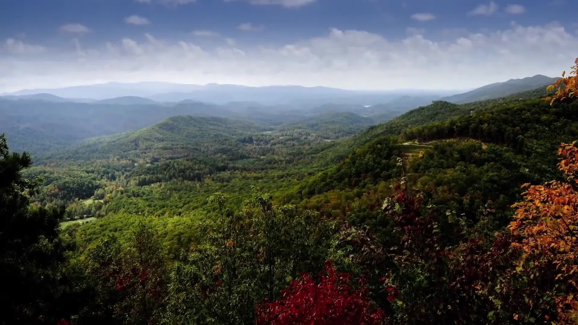 The Essential Role of Biodiversity in Ecosystems and Human Life