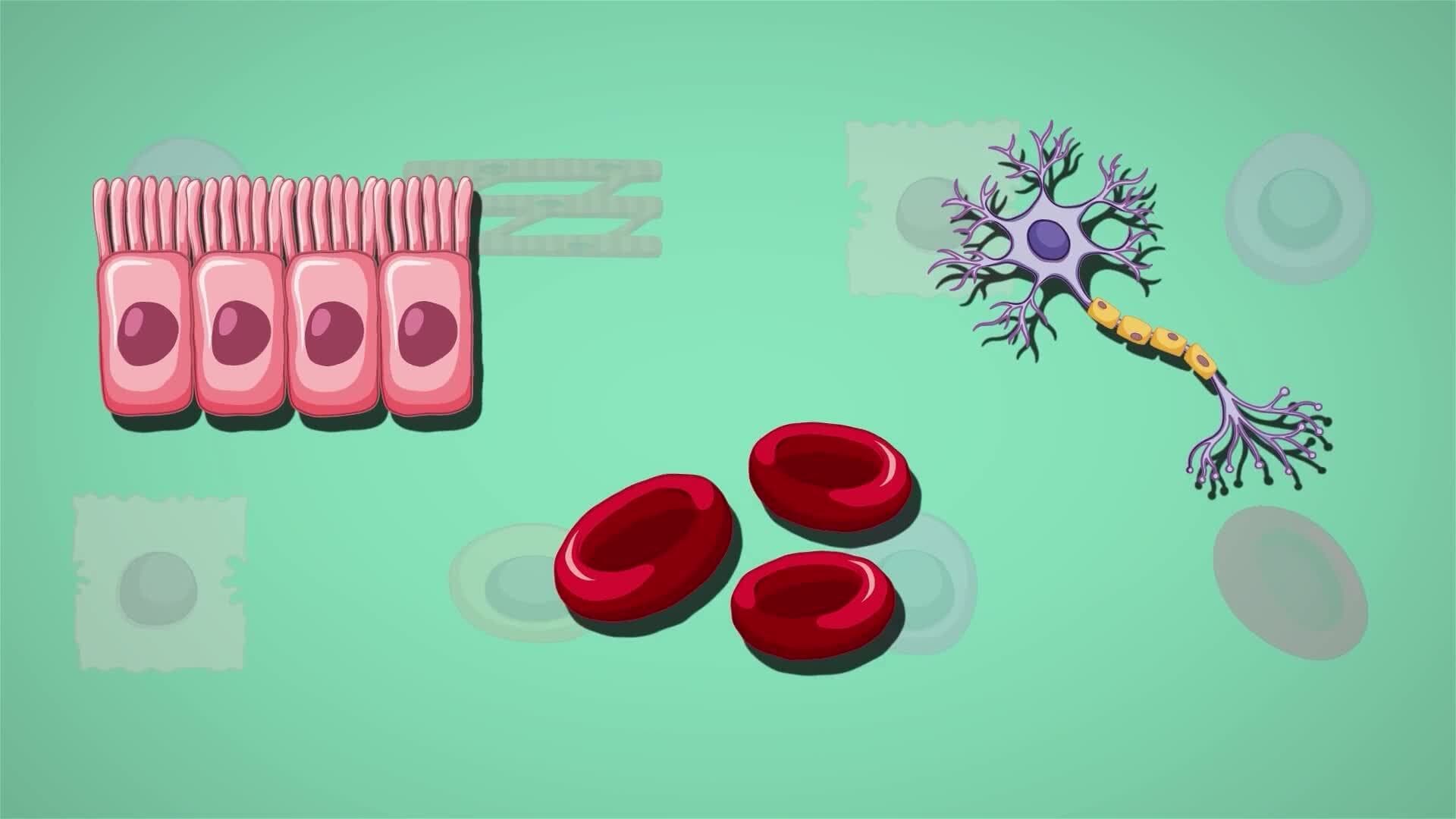 I WONDER - What Are Stem Cells?